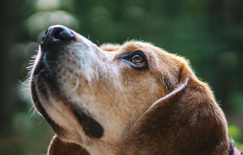 Assurance animale : protéger ceux qui nous donnent tant